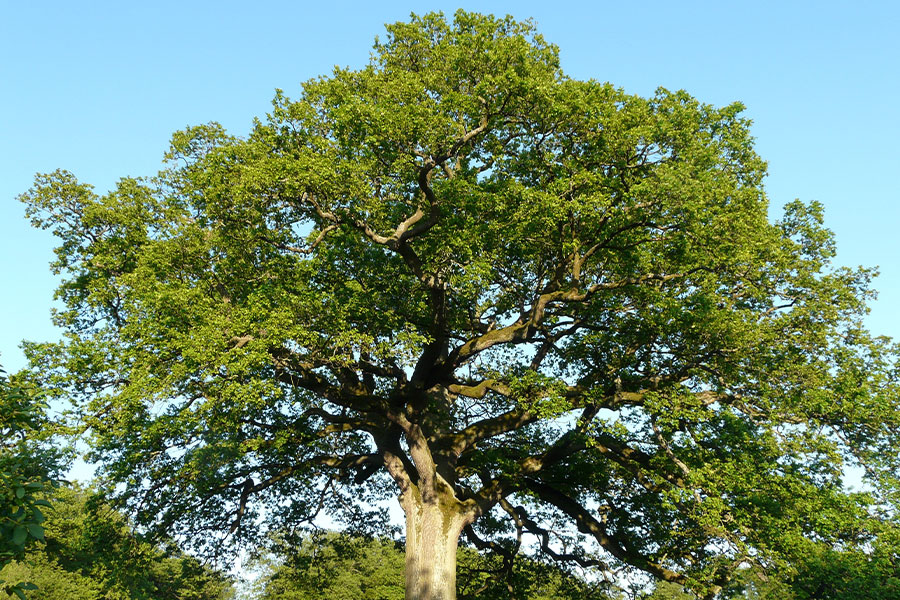 Gran roble alto