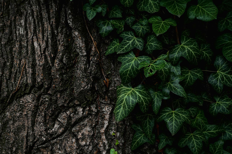 Tronco de árbol con hojas verdes a un lado