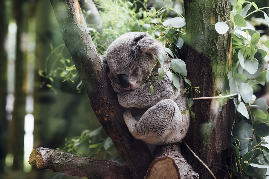 Un koala durmiendo en un árbol de eucalipto.
