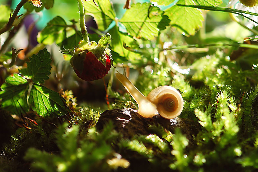 Molusco caracol probando bayas