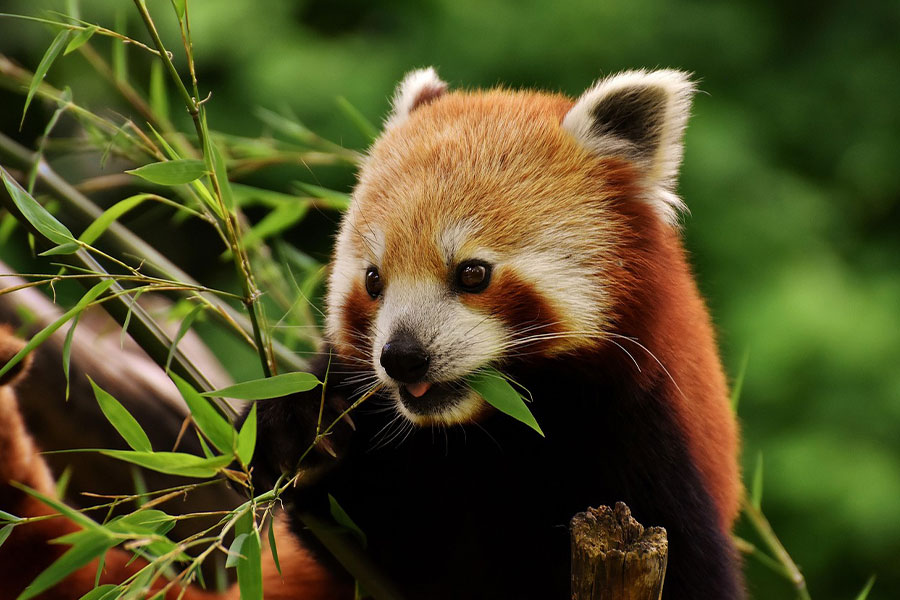 El panda rojo come bambú joven