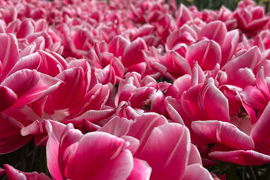 Tulipanes de Columbus de un llamativo color rosa.