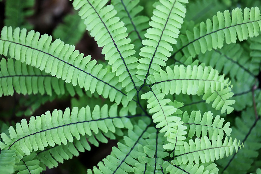 Helecho del género adiantum