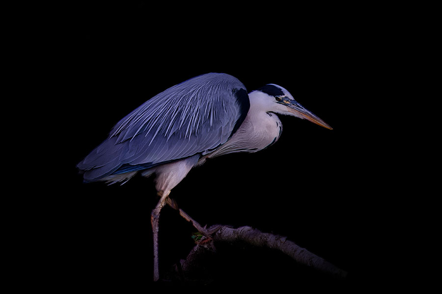La garza real se reconoce por su plumaje gris.