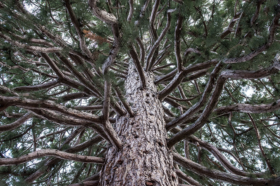 Secuoya gigante o árbol mamut