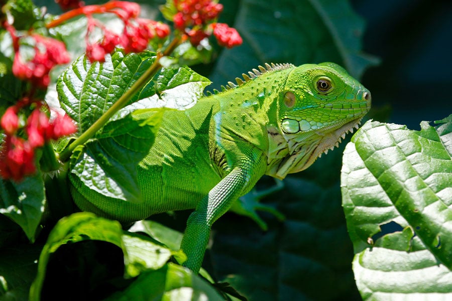 Iguana enorme de color verde menta