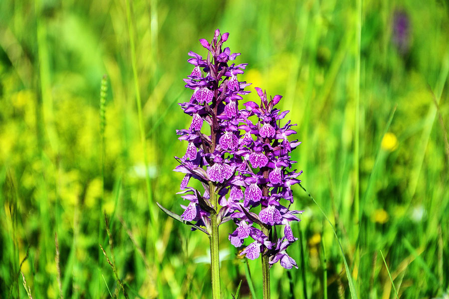 Orquídea ancha, especie europea