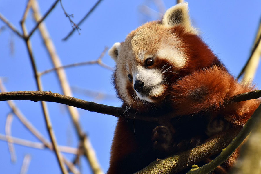 El panda menor o oso gato