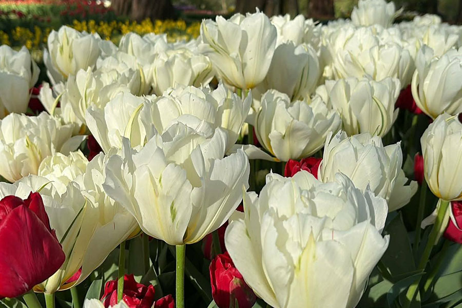 Campo de tulipanes blancos y rojos en plena floración primaveral.