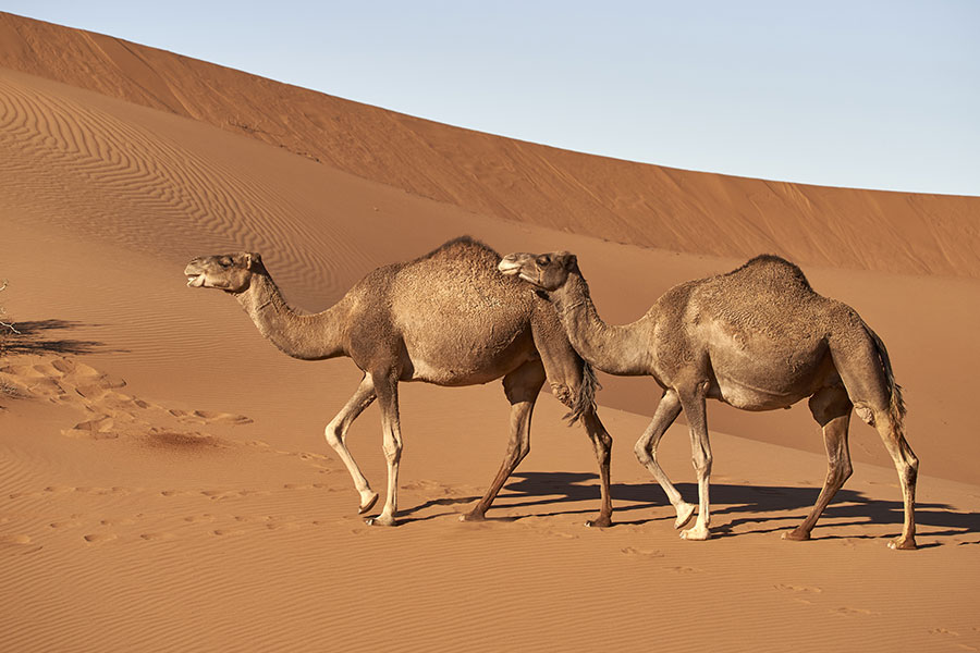 Dromedaros en el desierto del Sahara