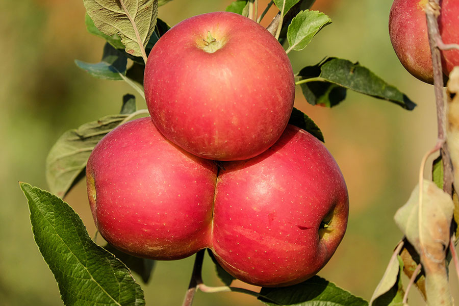 Impresionante fotografía de las dos manzanas inferiores.