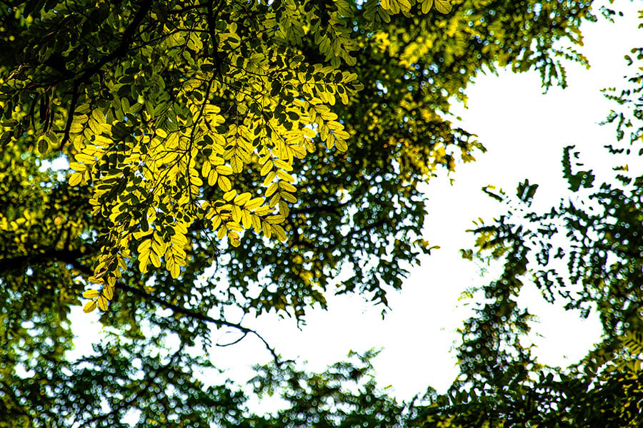 La falsa acacia dorada