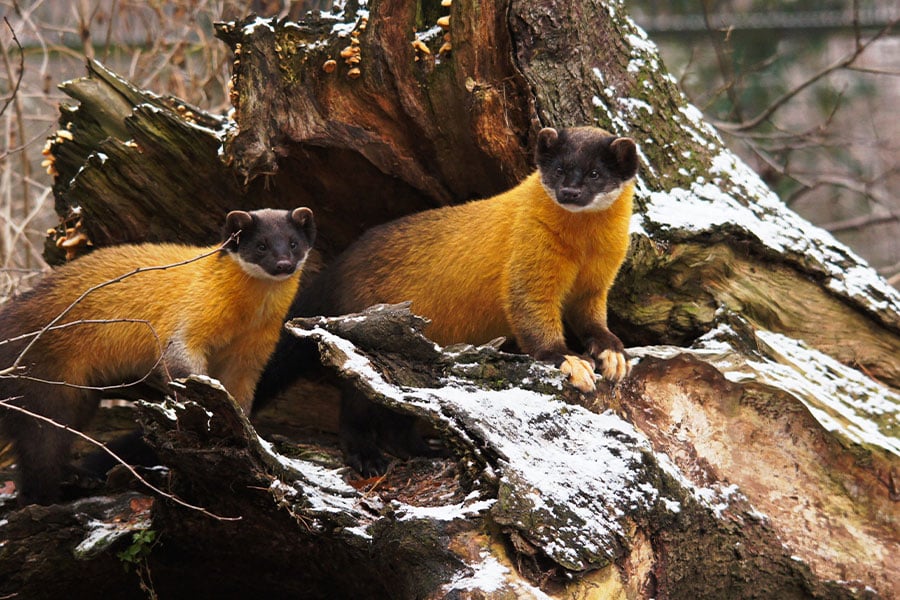 Dos martas de garganta amarilla malayas