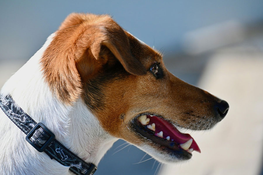 Perro mascota Jack Russell Terrier