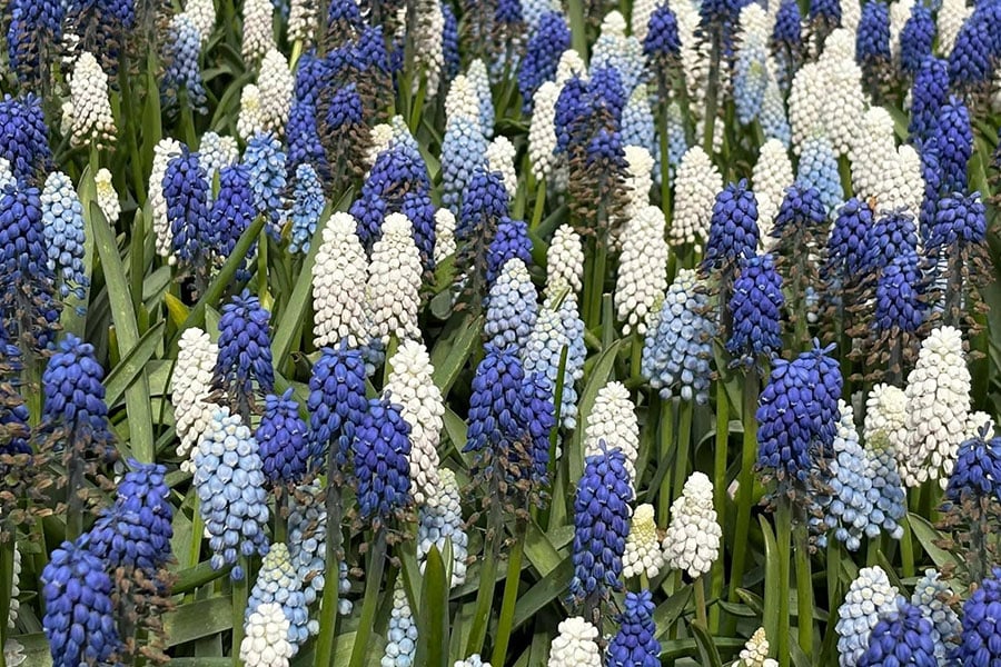 Diferentes tipos de jacintos de uva