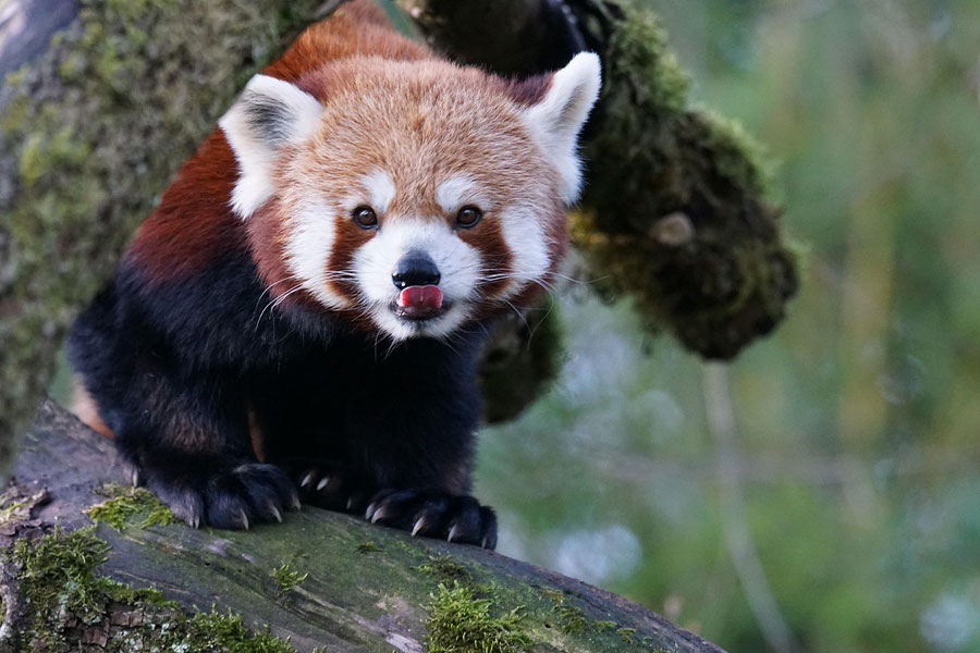 Panda de llamativo pelaje marrón rojizo y cola larga anillada