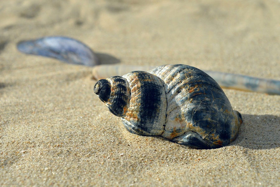 Moluscos marinos en verano