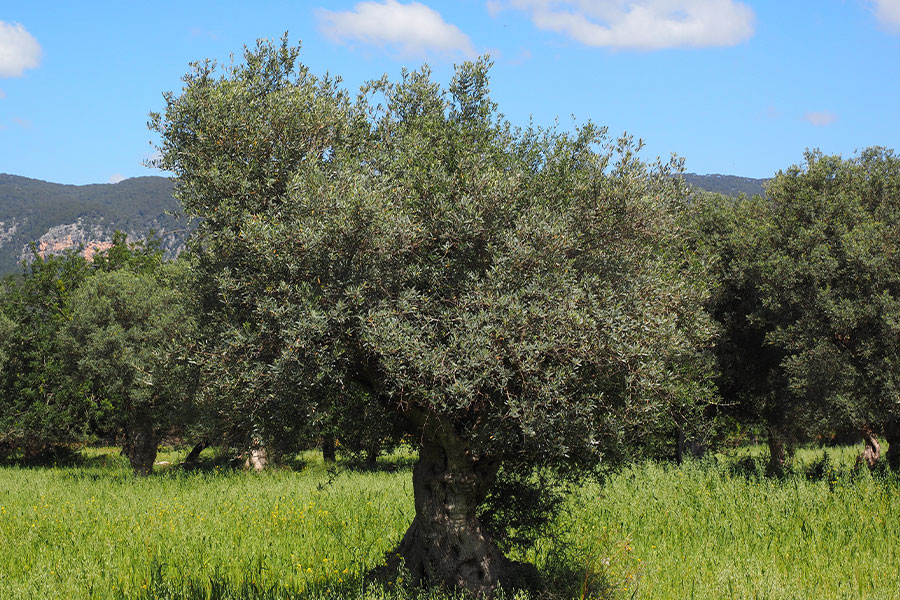 La imagen muestra olivos