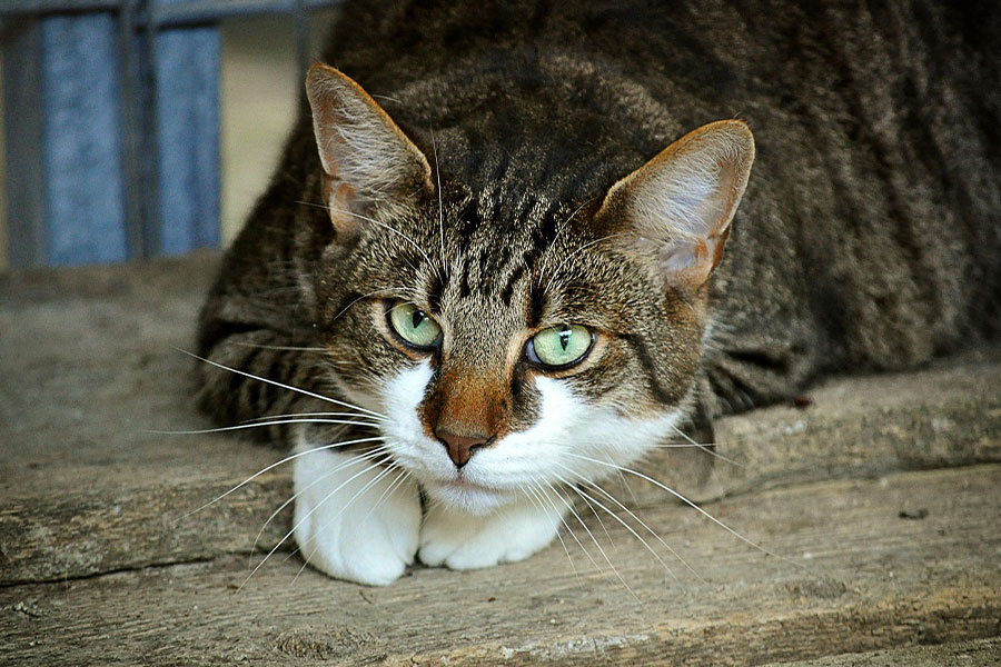 Gato atigrado europeo de pelo corto