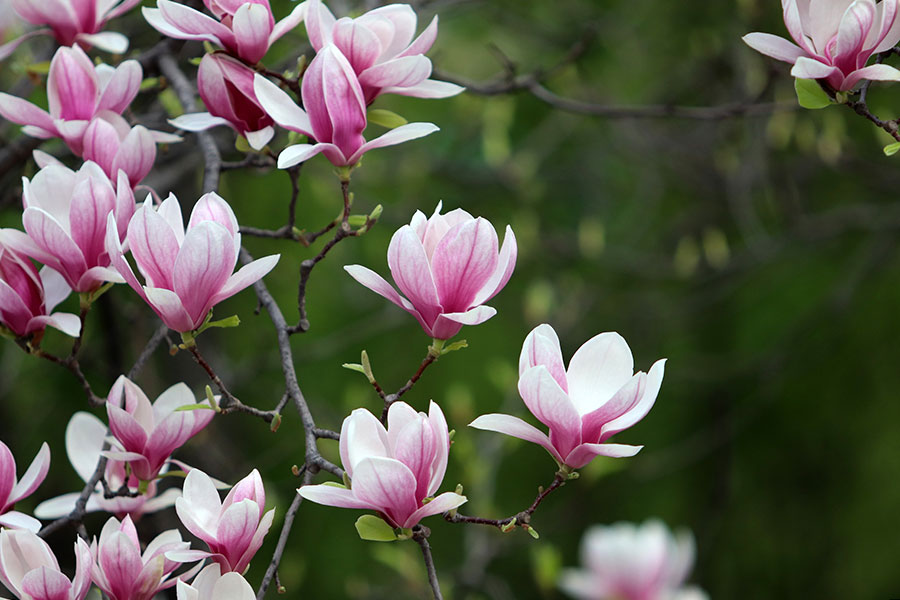 Flores de magnolia árbol del castor