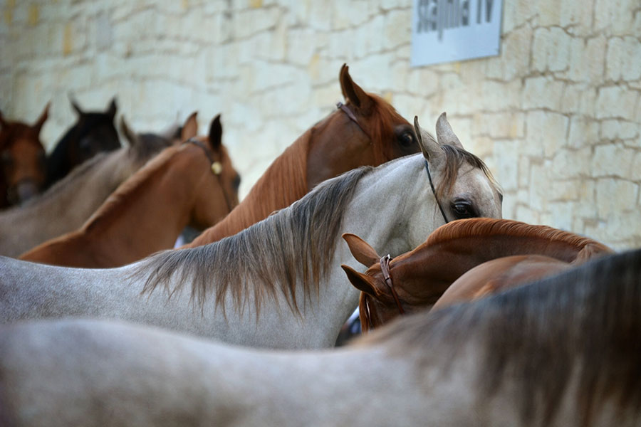 Caballos árabes pura sangre elegantes