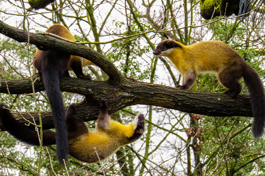 Martas de garganta amarilla malayas jugando