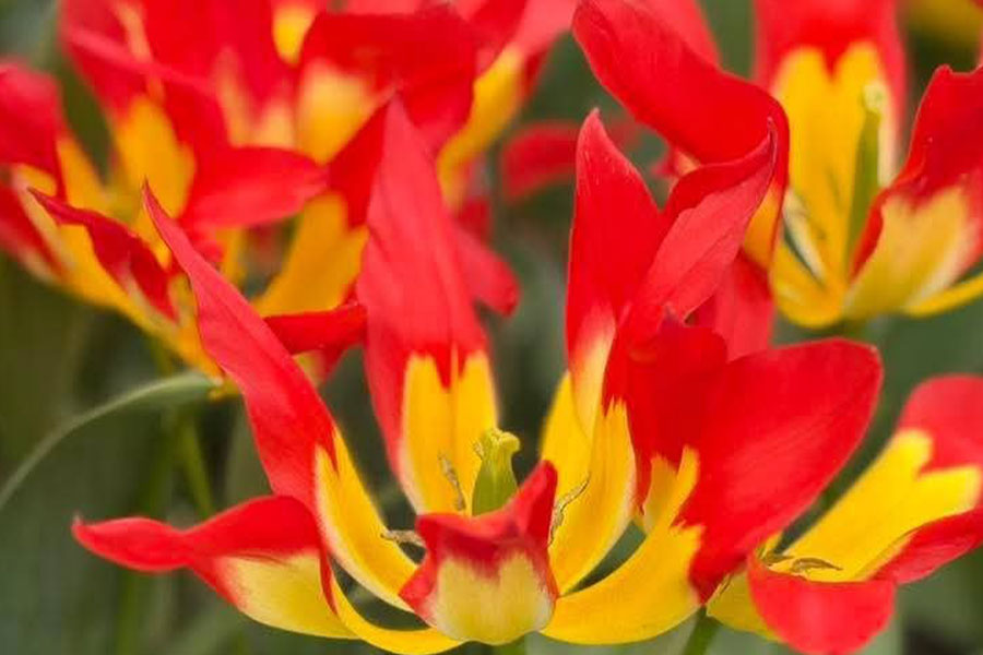 Parecen llamas de tulipán misteriosas