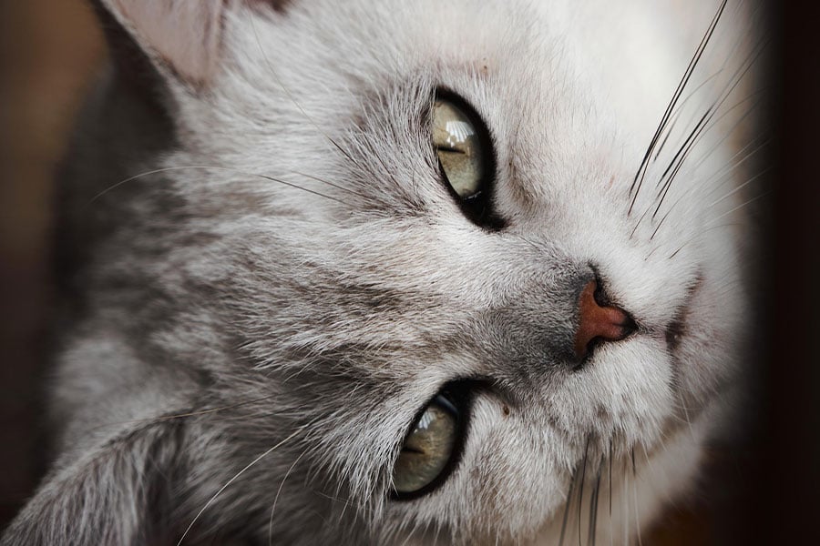 Retrato de cerca de un gato