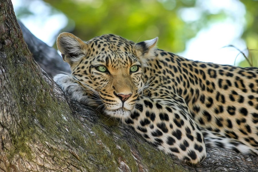 Safari de animales Leopardo