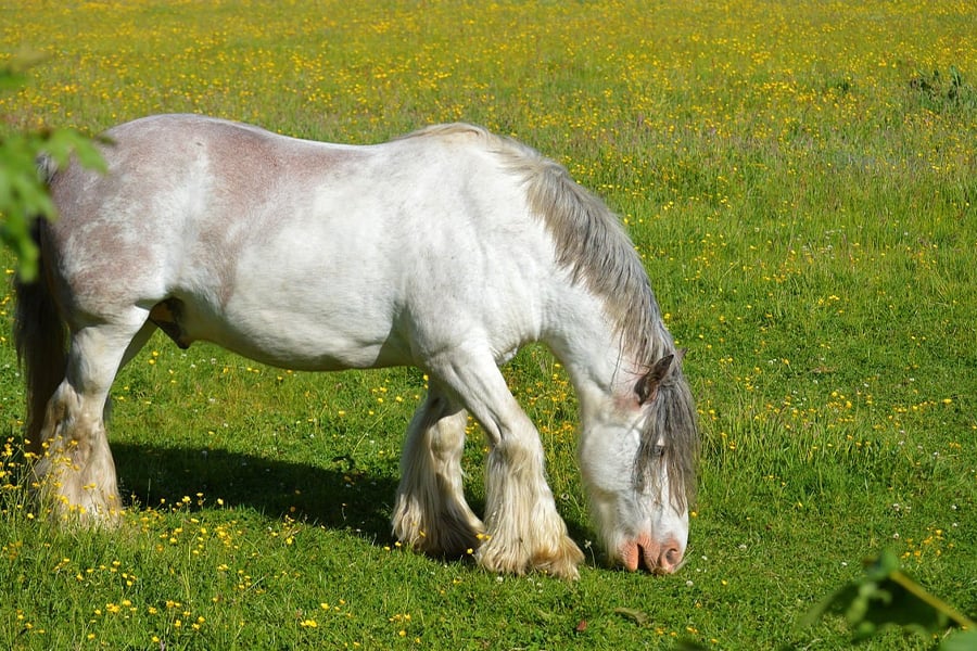 Caballo Tinker