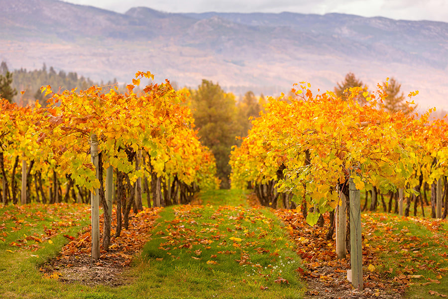 Las vides de color amarillo dorado en Kelowna