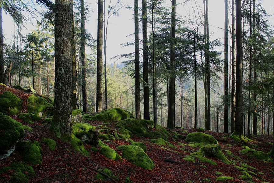 Árboles de la naturaleza del bosque