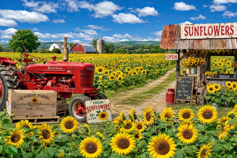 Campo de girasoles con tractor rojo