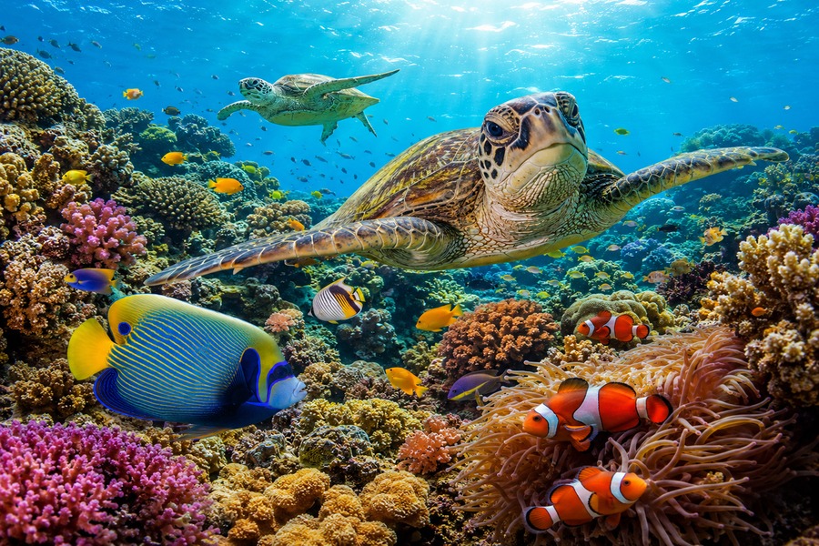 Arrecife de coral con tortugas marinas y peces.