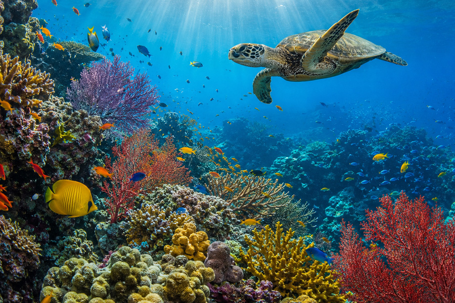 Tortuga