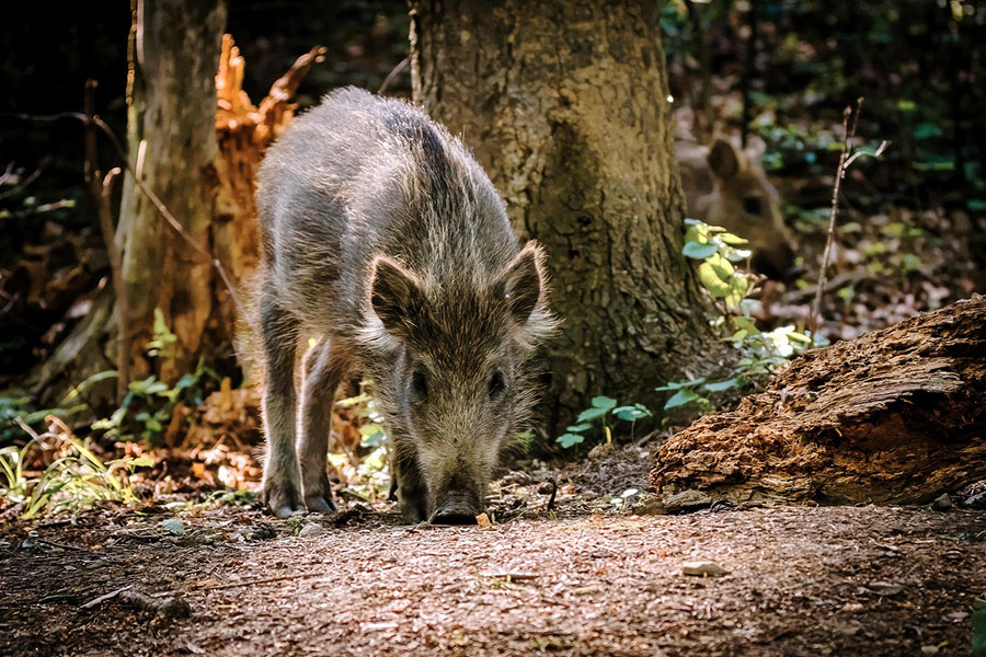 Jabalí joven salvaje con crin de gallo
