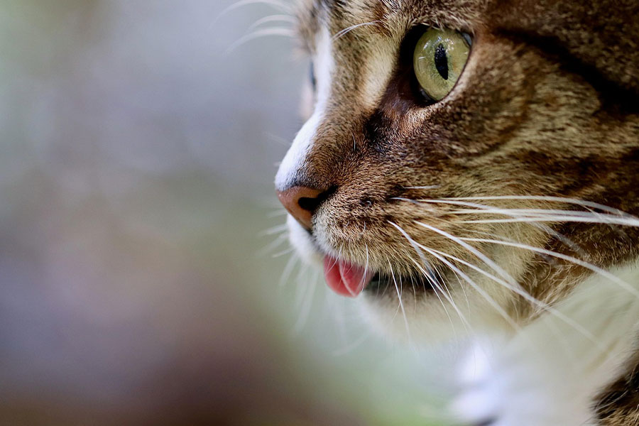 Primer plano de un gato con la lengua apenas visible.