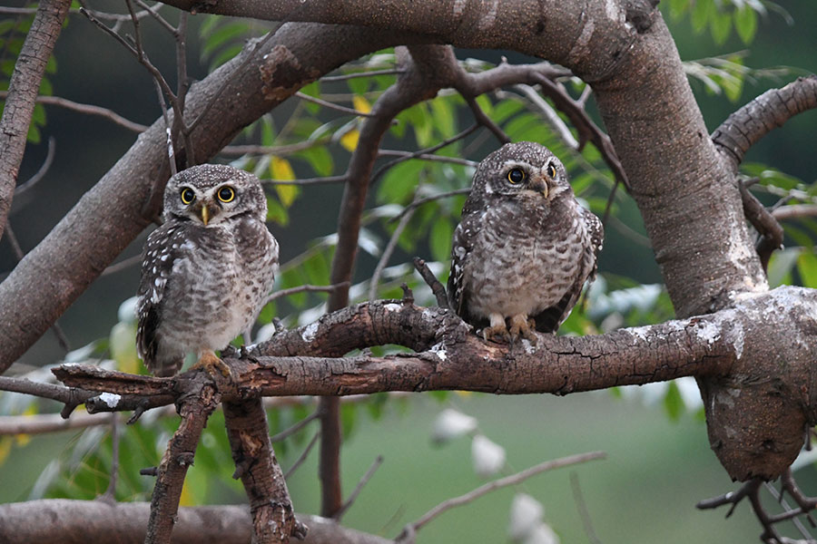 Una pareja de pequeños búhos