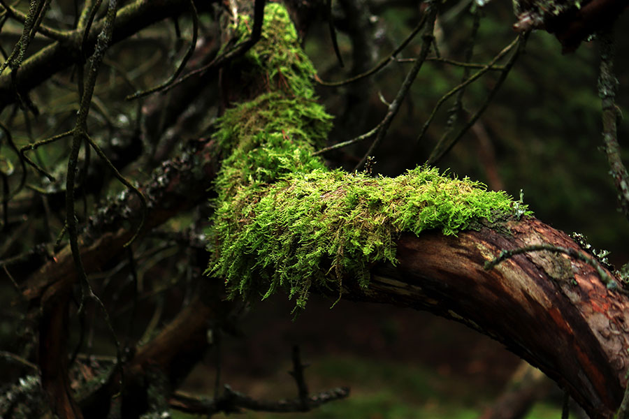 Primer plano de una rama de árbol densamente cubierta de hojas verdes y exuberantes.