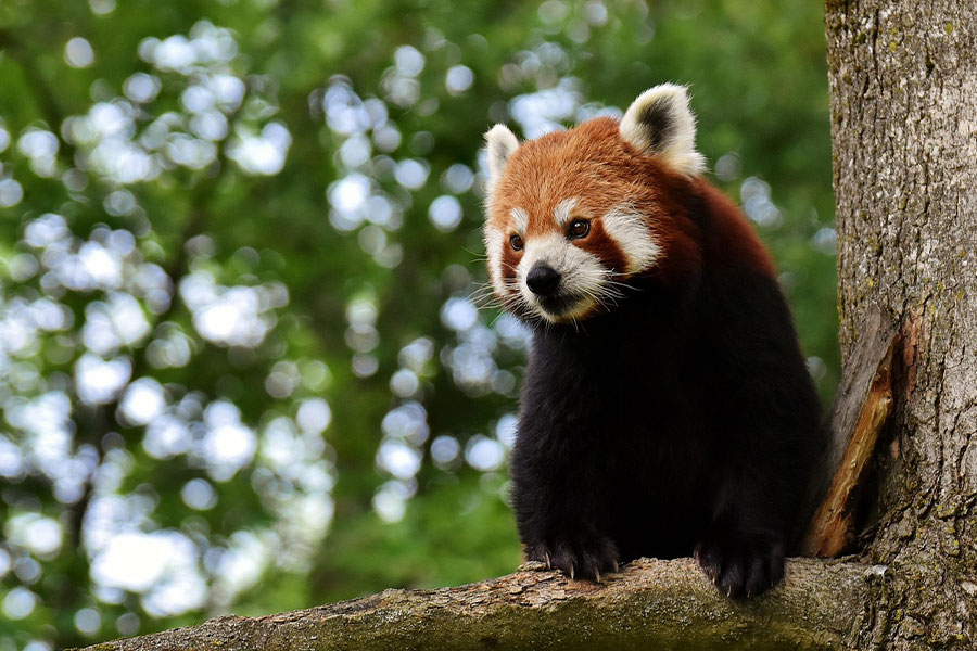 El panda rojo es principalmente activo por la mañana y por la noche.