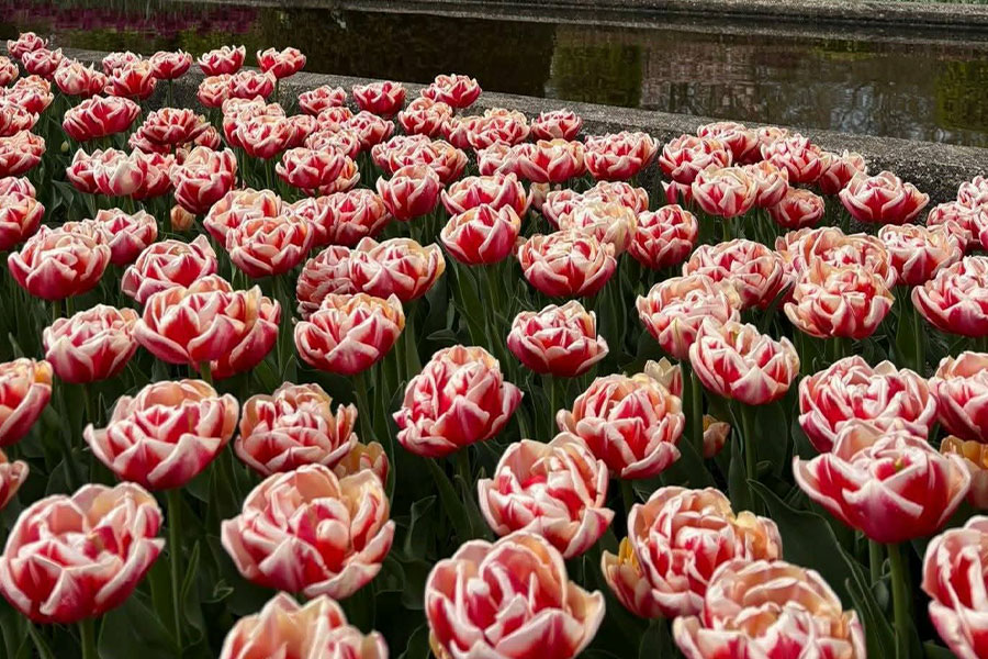 Hermoso campo de tulipanes rosas y blancos.