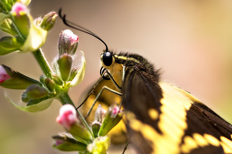 Una mariposa de la familia papilionidae