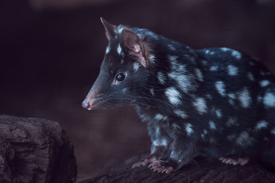 El quoll oriental solo vive en Tasmania.