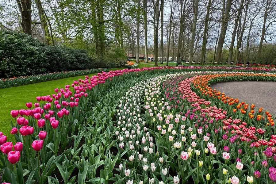 Hileras de tulipanes en el jardín de Keukenhof.