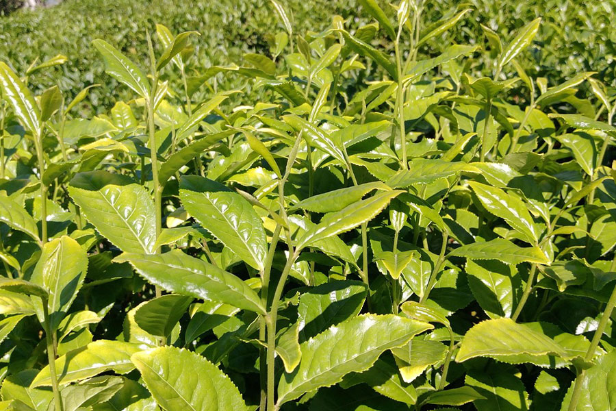 La planta del té como Camellia sinensis científicamente