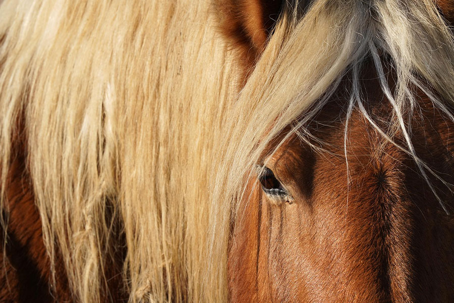 Primer plano de un caballo con aspecto característico.