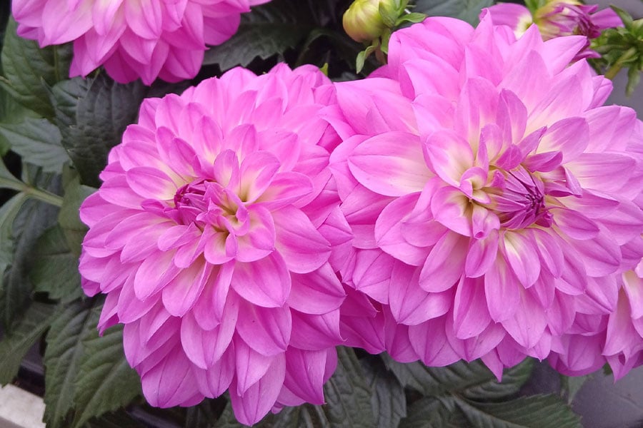 laguna Karma dahlia