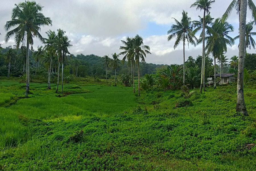 Campos de arroz en la isla de Bohol