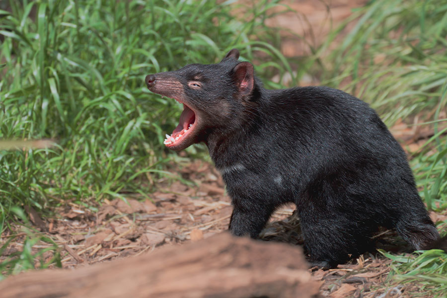 El demonio de Tasmania, el carnívoro vivo más grande del mundo.