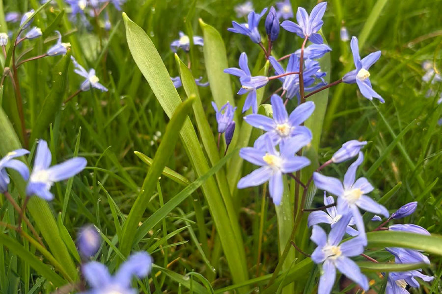 Pequeñas flores azules son gloria de la nieve